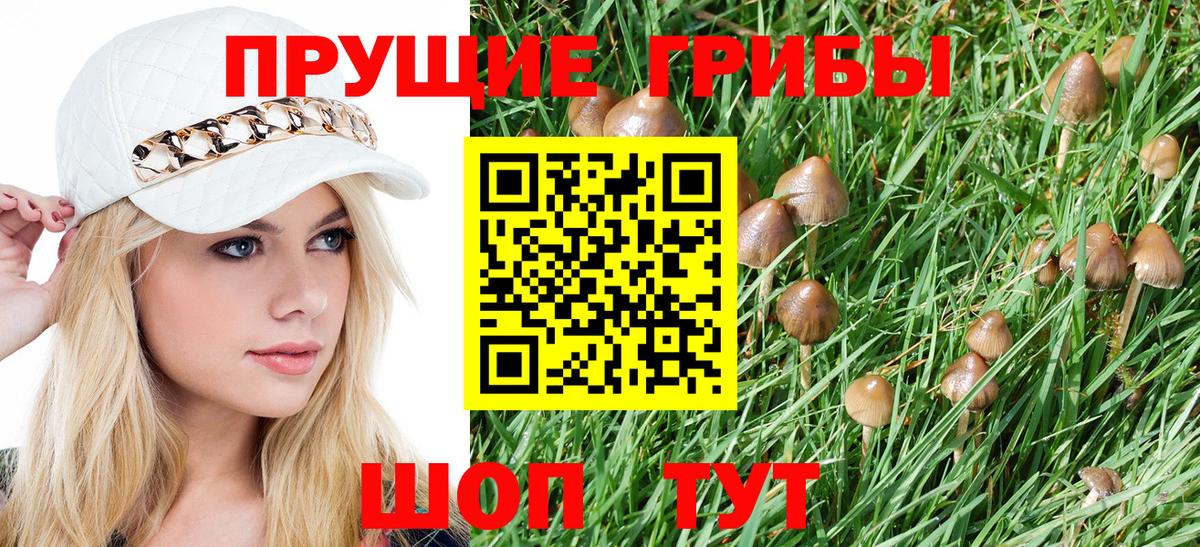 где продают   Вход с VPN  Псилоцибиновые грибы Magic Shrooms  Курганинск  Галлюциногенные грибы Psilocybe 